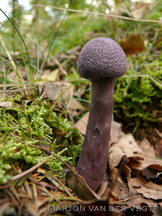 Violette gordijnzwam - Cortinarius violaceus