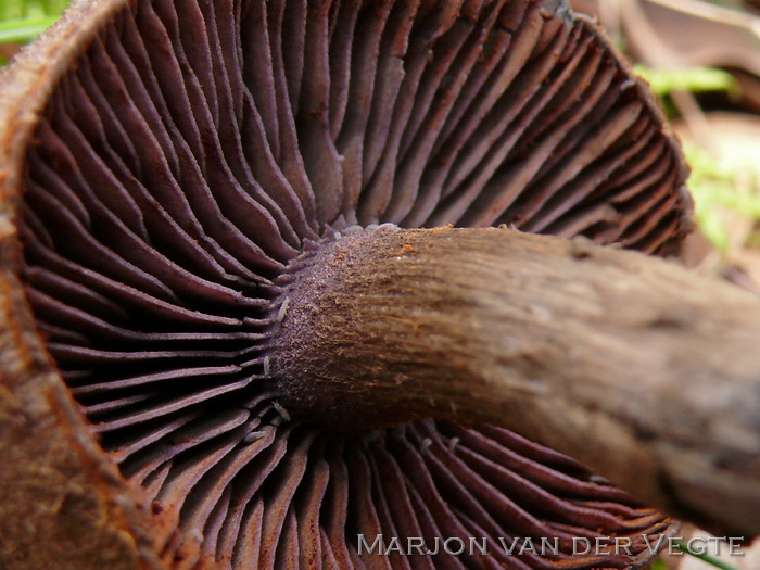 Violette gordijnzwam - Cortinarius violaceus