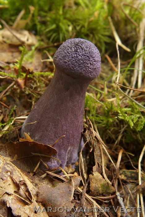 Violette gordijnzwam - Cortinarius violaceus