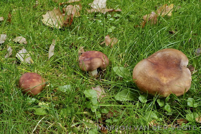 Vissige eikenrussula - Russula graveolens