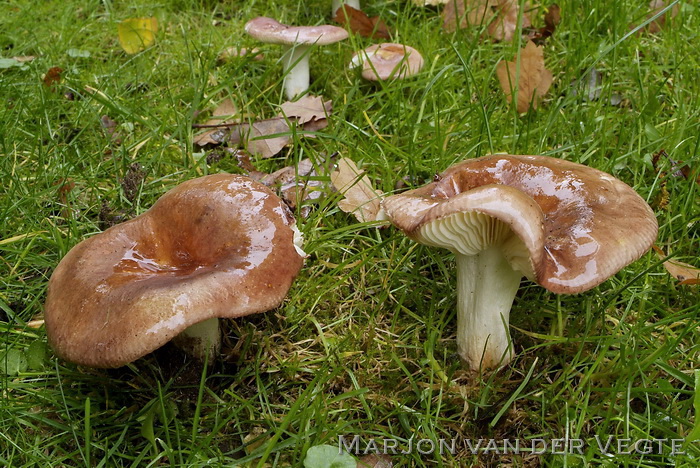 Vissige eikenrussula - Russula graveolens