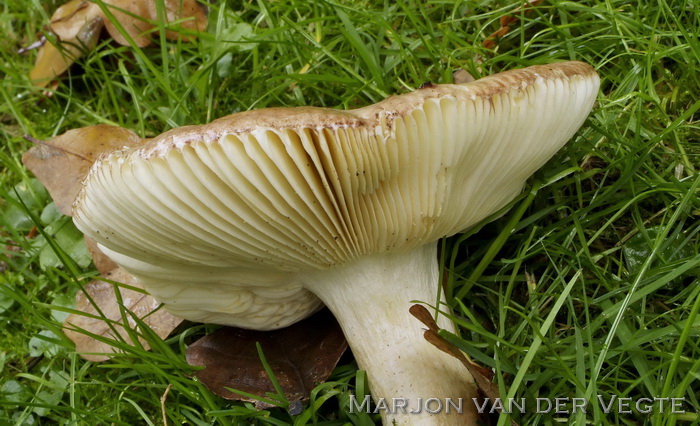 Vissige eikenrussula - Russula graveolens