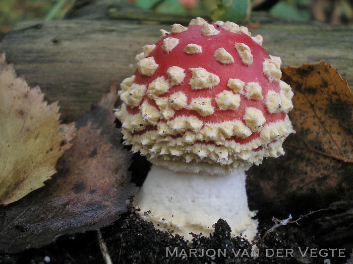 Vliegenzwam - Amanita muscaria var. flavicolor