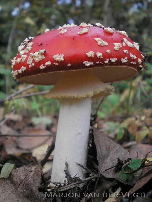 Vliegenzwam - Amanita muscaria