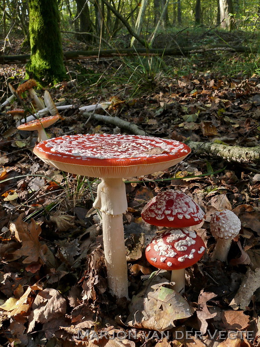 Vliegenzwam - Amanita muscaria