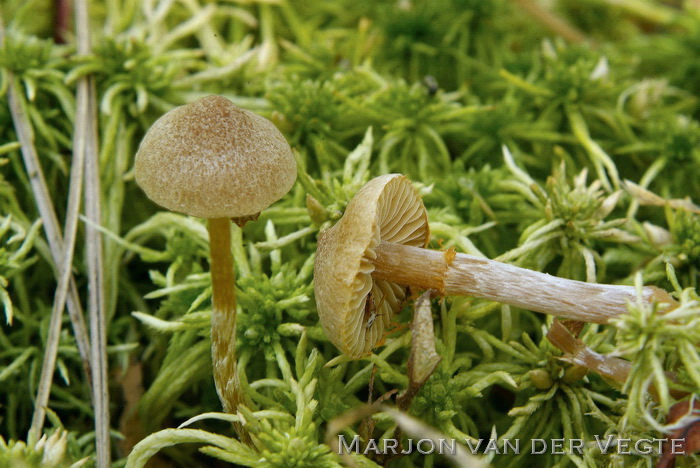 Vlokkig veenmosklokje - Galerina paludosa