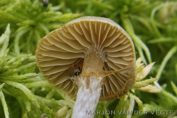 Vlokkig veenmosklokje - Galerina paludosa