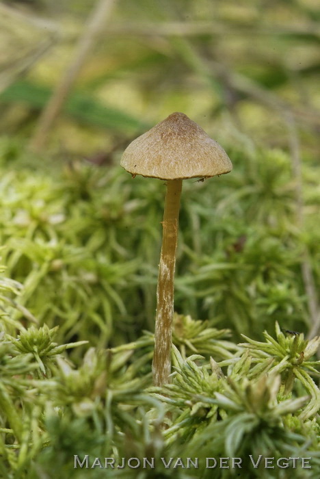 Vlokkig veenmosklokje - Galerina paludosa