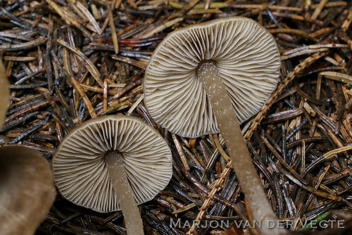 Vloksteelgrauwkop - Lyophyllum boudieri