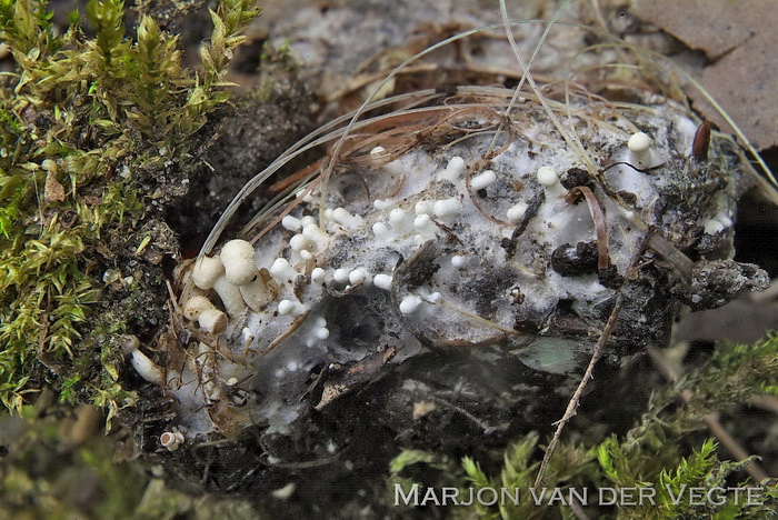 Vogelveerzwam - Onygena corvina