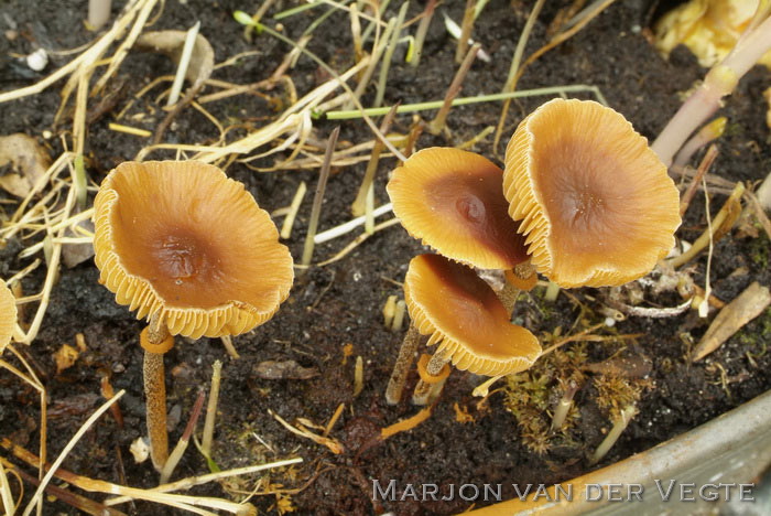 Rimpelig breeksteeltje - Pholiotina rugosa