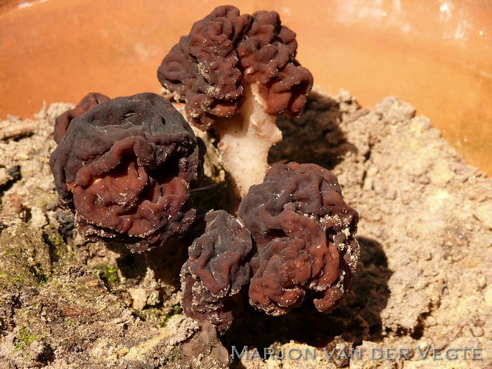 Voorjaarskluifzwam - Gyromitra esculenta