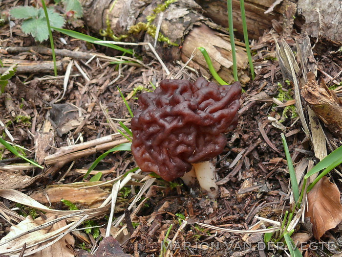 Voorjaarskluifzwam - Gyromitra esculenta