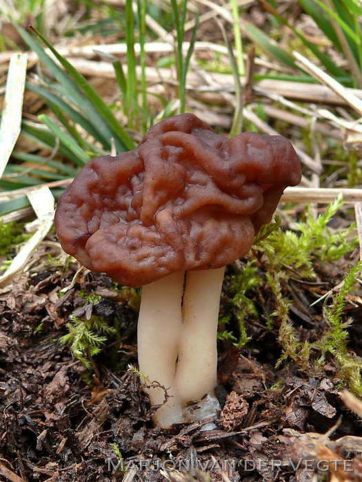 Voorjaarskluifzwam - Gyromitra esculenta