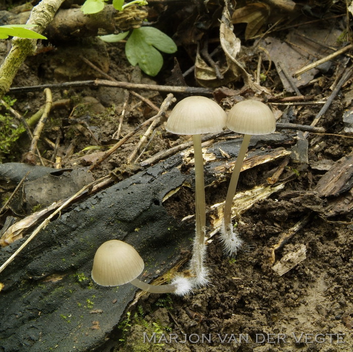 Bleekgele mycena - Mycena flavoalba