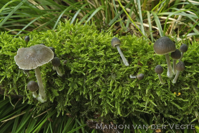 Bittere mycena - Mycena erubescens