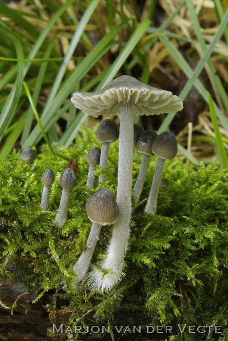 Bittere mycena - Mycena erubescens