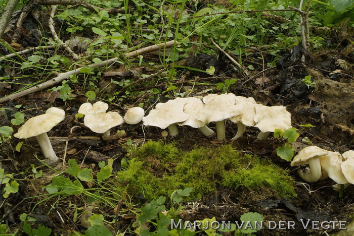 Voorjaarspronkridder - Calocybe gambosa