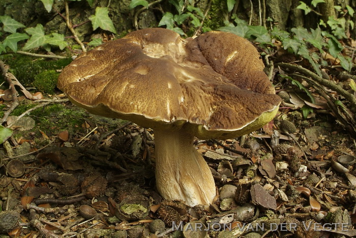 Eekhoorntjesbrood - Boletus edulis