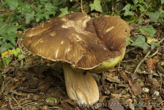 Eekhoorntjesbrood - Boletus edulis