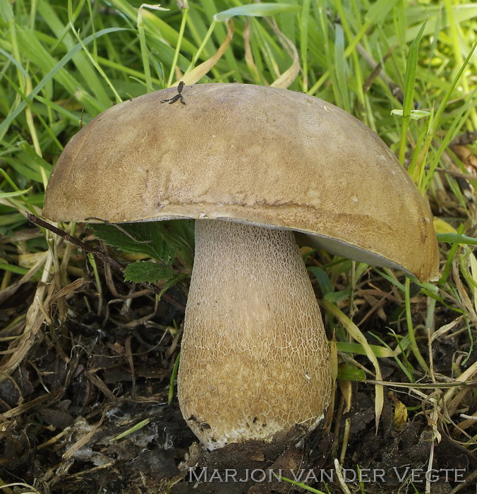 Vroeg eekhoorntjesbrood - Boletus reticulatus