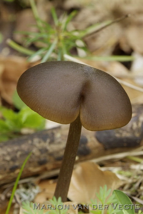 Vissige satijnzwam - Entoloma hirtipes