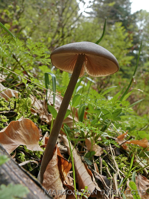 Vissige satijnzwam - Entoloma hirtipes