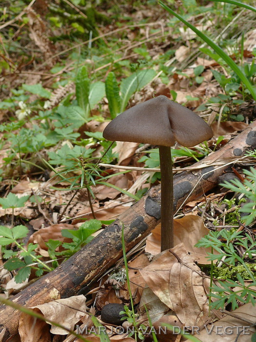 Vissige satijnzwam - Entoloma hirtipes