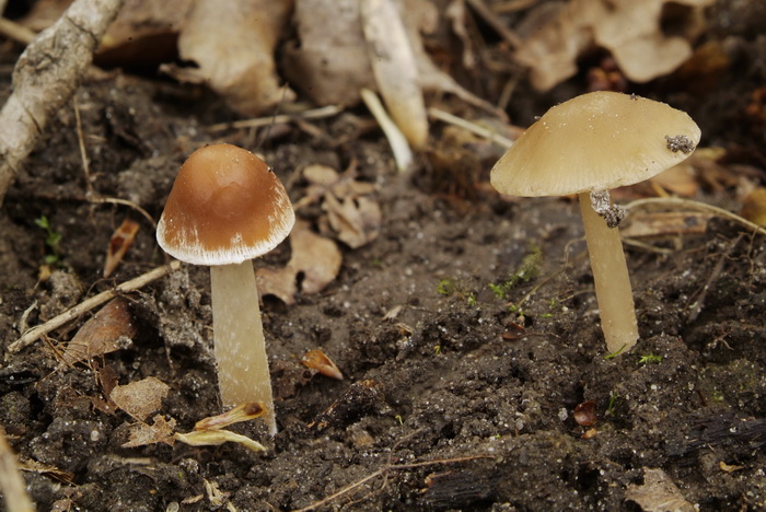 Vroege franjehoed - Psathyrella spadiceogrisea f. vernalis