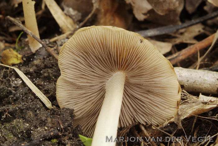 Vroege franjehoed - Psathyrella spadiceogrisea f. vernalis