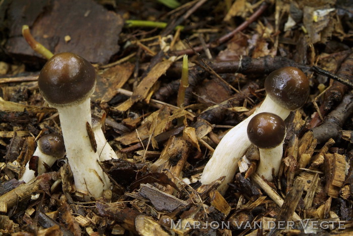 Vroege leemhoed - Agrocybe praecox