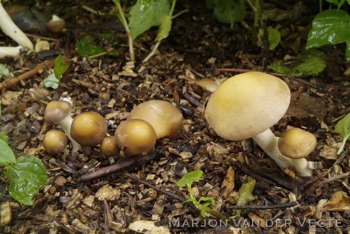 Vroege leemhoed - Agrocybe praecox