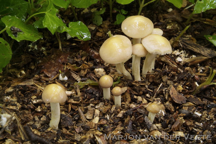 Vroege leemhoed - Agrocybe praecox