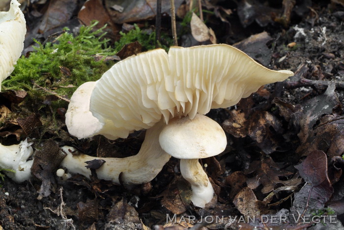 Vuilwitte ridderzwam - Tricholoma lascivum