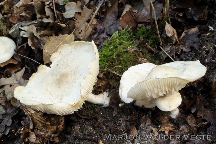 Vuilwitte ridderzwam - Tricholoma lascivum