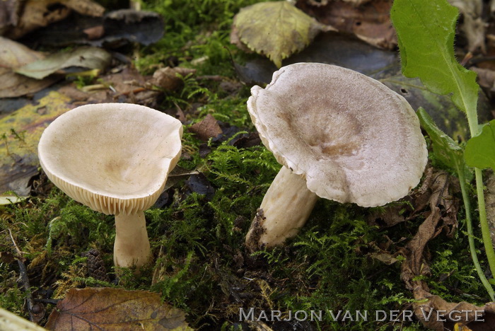 Vuurmelkzwam - Lactarius pyrogalus