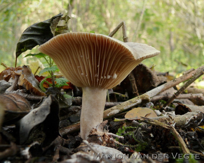 Vuurmelkzwam - Lactarius pyrogalus