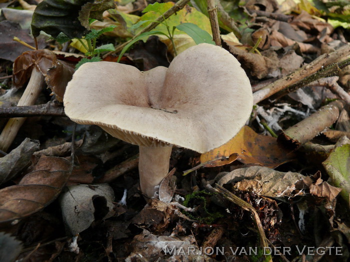 Vuurmelkzwam - Lactarius pyrogalus