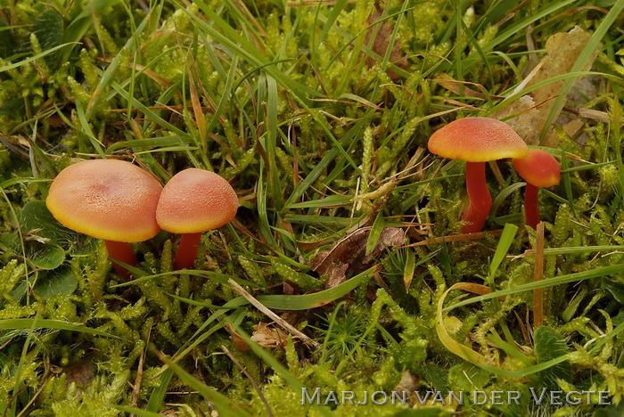 Gewoon vuurzwammetje - Hygrocybe miniata