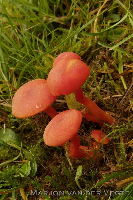 Gewoon vuurzwammetje - Hygrocybe miniata