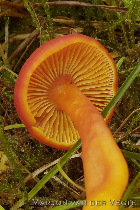 Gewoon vuurzwammetje - Hygrocybe miniata