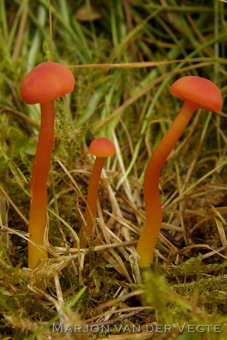Gewoon vuurzwammetje - Hygrocybe miniata