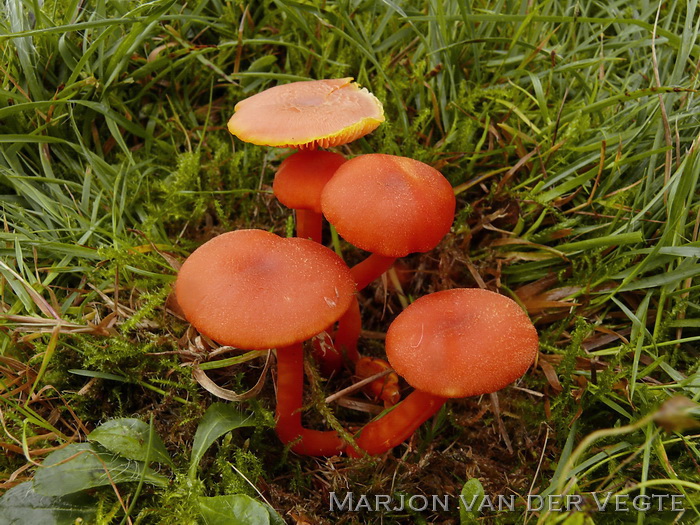 Gewoon vuurzwammetje - Hygrocybe miniata