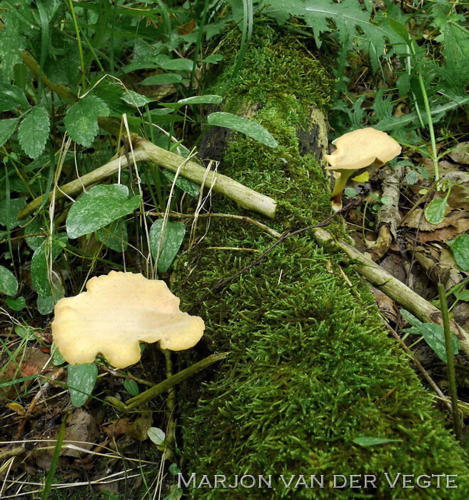 Waaierbuisjeszwam - Polyporus varius