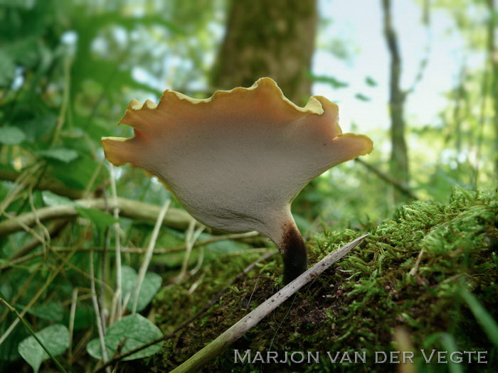 Waaierbuisjeszwam - Polyporus varius