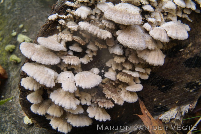 Waaiertje - Schizophyllum commune