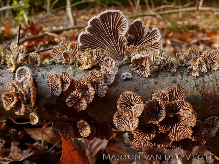 Waaiertje - Schizophyllum commune