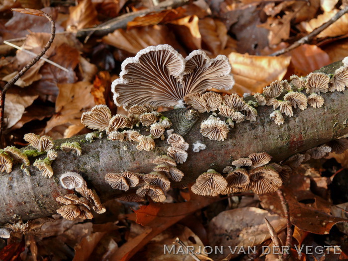 Waaiertje - Schizophyllum commune