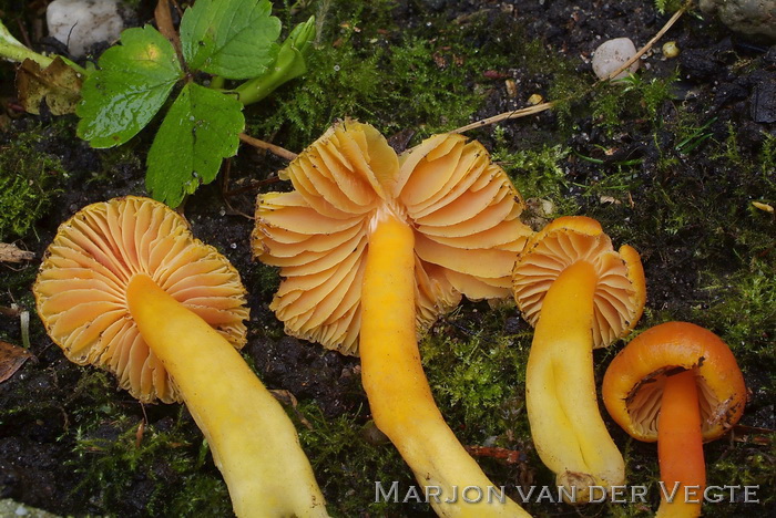 Wantsenwasplaat - Hygrocybe obrussea