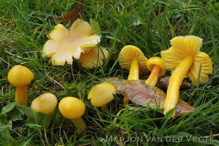 Wantsenwasplaat - Hygrocybe obrussea